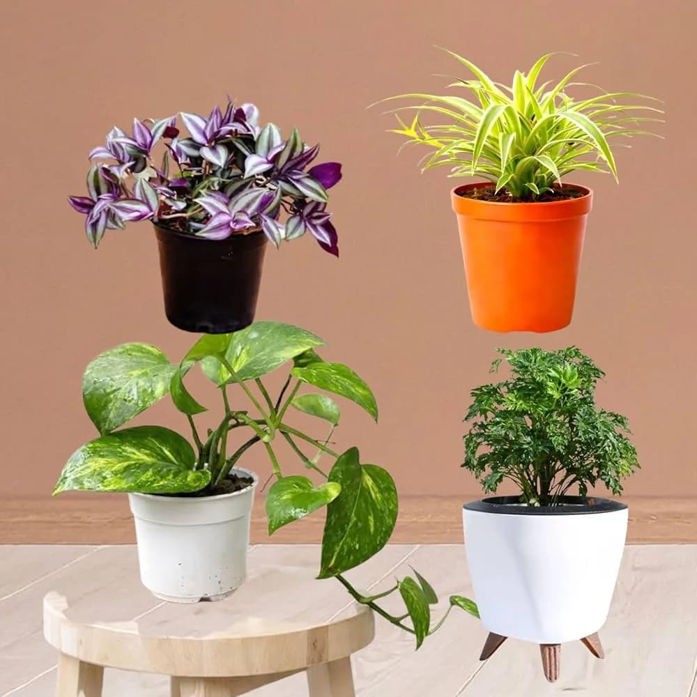 Under ₹499 Plants