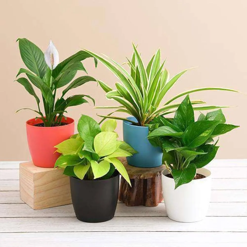 Under ₹599 Plants