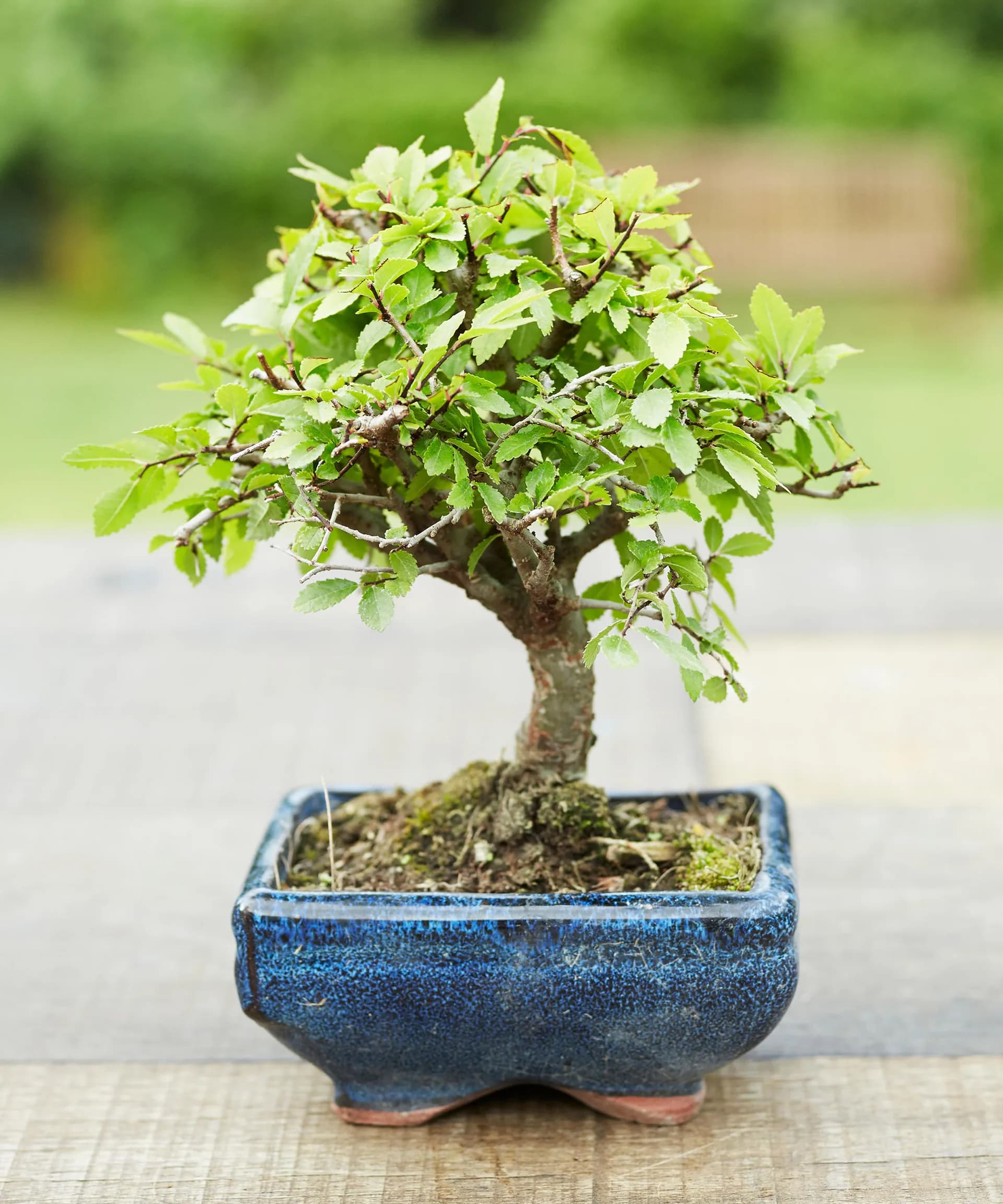 Bonsai Plants