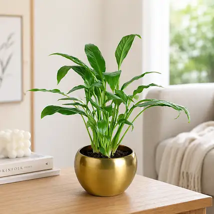 Indoor Plants