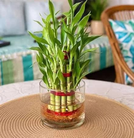 Lucky Bamboo